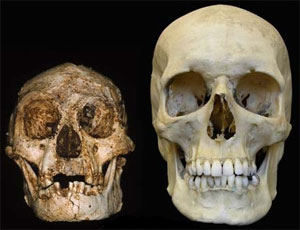 Череп Homo floresensis (слева) и череп современного человека (фото с сайта www.geo.arizona.edu)
