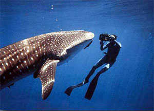 Китовые акулы — очень добродушные и неагрессивные создания. Если их, конечно, не разозлить (фото с сайта www.freedive.net)