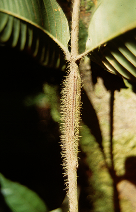 Дерево D. hirsuta, ради которого амазонские муравьи погубили столько невинных растений (фото с сайта www.rubiaceae.org)