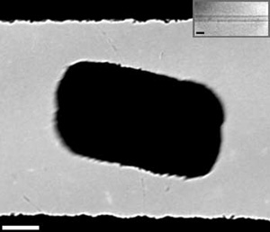 Металлическое тело, подвешенное на одной нанотрубке (на врезке), представляет собой микроскопический крутильный маятник. Масштабная полоска равна 200 нм на изображении и 2 нм на врезке (изображение с сайта mpg.de)