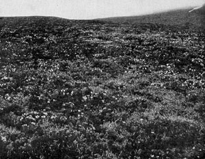 Такой была тундра Аляски более ста лет назад — в 1899 году (фото с сайта www.sierraclub.org)