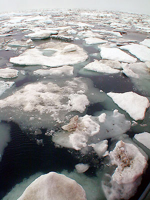 Тающий арктический лед. Фото: Peter West, National Science Foundation