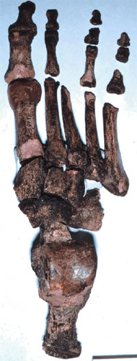 Примерно 26 тысяч лет назад малые пальцы ног жителей Западной Евразии начали уменьшаться (на фото — кости стопы современного человека в возрасте 26 000 лет, найденные на стоянке Дольни-Вестонице в Южной Моравии, Чехия). Изображение с сайта news-info.wustl.edu