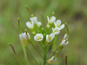 Механизм цветения своего любимого арабидопсиса генетики уже выяснили (фото с сайта www.kulak.ac.be)