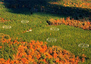 Опытный лес Университета Дьюка (фото с сайта face.env.duke.edu)