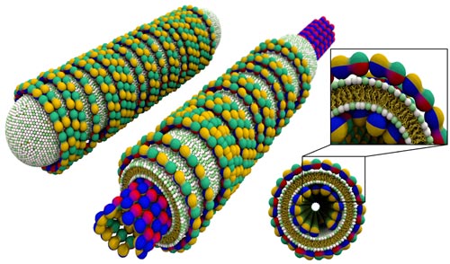 Внешний слой нанотрубки — оболочка из пузыреподобных жиров, внутренний — полая микротубула, придающая ей структурную жесткость (изображение с сайта www.livescience.com)