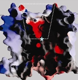 Мембранный белок NhaA. Белыми точками показано место соединения белка с клеточной мембраной (изображение с сайта www.eurekalert.org)