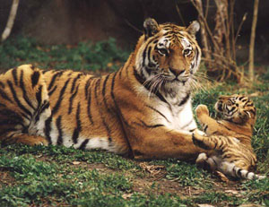 У амурских тигров тигрята начинают жить отдельно от матери на втором году жизни (фото с сайта www.indyzoo.com)