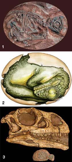 1 — один из окаменевших эмбрионов Massospondylus carinatus, найденных в 1978 году; 2 — художественная реконструкция эмбриона; 3 — сравнительные размеры эмбриона (внизу) и черепа взрослого Massospondylus (вверху). Изображения с сайта www.wits.ac.za