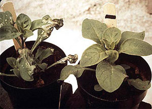 Растение, подвергшееся длительному воздействию озона (слева), выглядит гораздо хуже контрольного цветка (справа). Фото с сайта www.newsroom.ucr.edu
