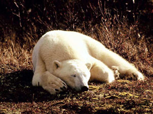 Таяние арктических льдов грозит лишить белых медведей естественной среды обитания (фото с сайта 7art-screensavers.com)