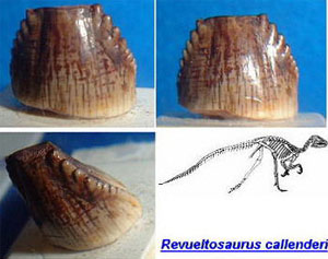 Скелет Revueltosaurus callenderi, воссозданный по одному найденному в 1989 году зубу, оказался не соответствующим действительности (изображение с сайта www.ngensis.com)