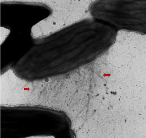 Анаэробные бактерии Geobacter используют для переноса электронов сверхтонкие «провода» собственного изготовления (фото с сайта www.geobacter.org)