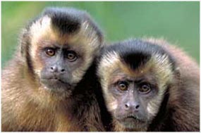 У обезьянок-капуцинов очень развито чувство несправедливости (фото с сайта accelerate.cheesemans.com)