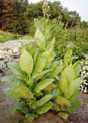 Даже такому теплолюбивому растению, как табак, после введения гена десатуразы холода будут не страшны (фото с сайта www.regals.net)