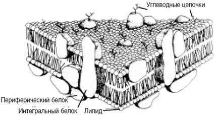 Жидкостно-мозаичная модель биологической мембраны (изображение с сайта hematology.ph-dynasty.ru)