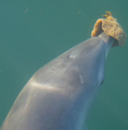 Бабушка этой двухлетней самки была первой в Заливе Акул дельфинихой, замеченной в использовании губки (фото с сайта www.newscientist.com)
