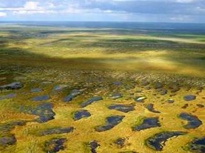 Исчезающие арктические озера (фото с сайта www.physorg.com)