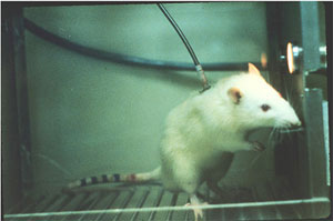 Нажимая на рычаг, крыса впрыскивает себе дозу наркотика (фото с сайта www.drugabuse.gov)