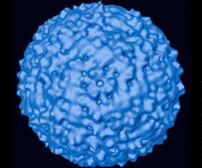 Вирус лихорадки Западного Нила (размер 20-30 нм) под электронным микроскопом (изображение с сайта www.cnn.com)