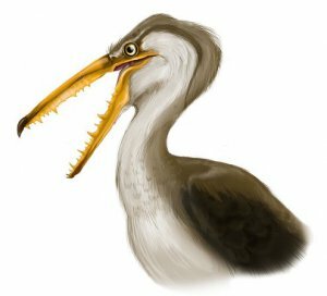 Pelagornis chilensis - гигантская птица из Южной Америки Pelagornis chilensis - гигантская птица из Южной Америки